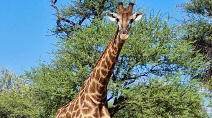 Phakela Private Game Lodge