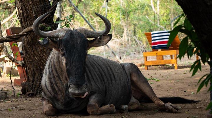 Kruger Maroela Lodge