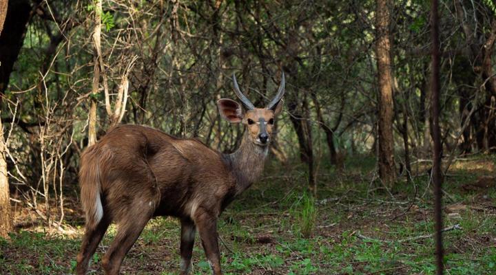 Kruger Maroela Lodge