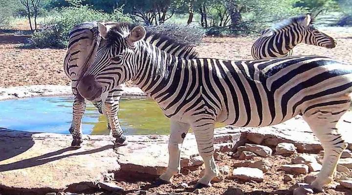 Gamagara Africa Private Nature Reserve