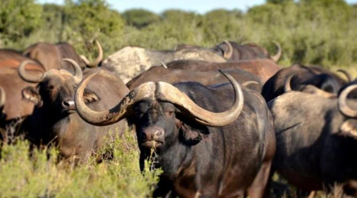 Gamagara Africa Private Nature Reserve