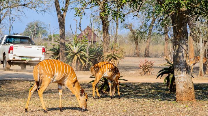 Hlane Royal National Park