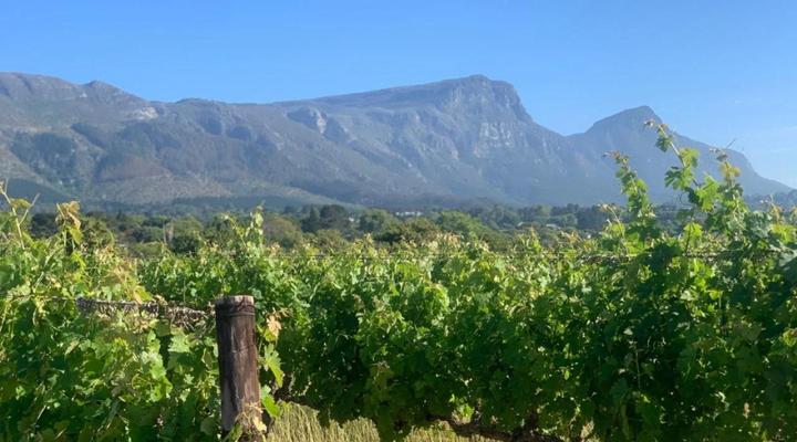 Constantia Winelands Lodge