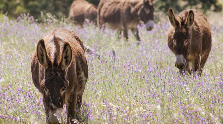 Duikersdrift Winelands Country Escape