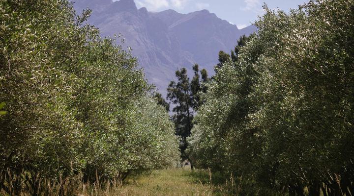 Duikersdrift Winelands Country Escape