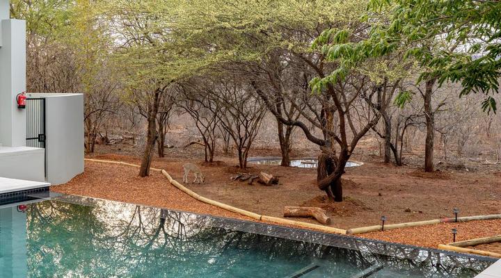 Ingwenkala Luxury Safari Lodge