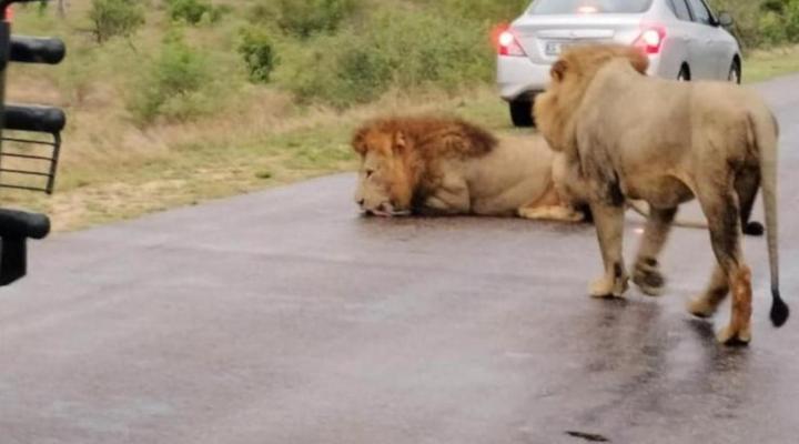 Yebo Safari Tents - Kruger Lower Sabie