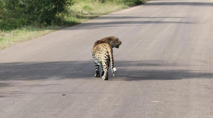 Yebo Safari Tents - Kruger Lower Sabie