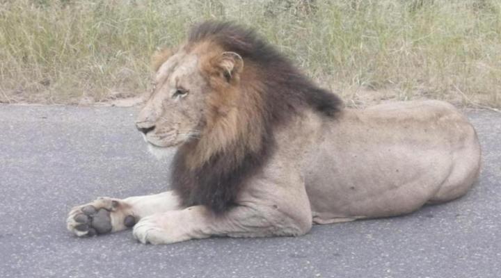 Yebo Safari Tents - Kruger Lower Sabie