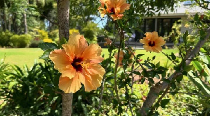 Somer House Guest Suites