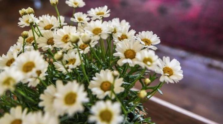 Karooroos Guesthouse