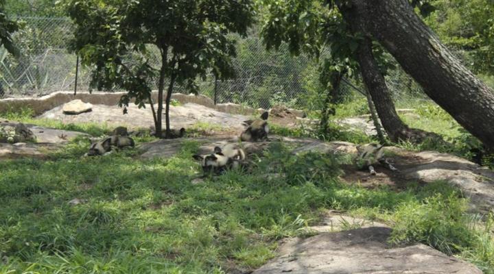 Zabini Lodge and Game Drive