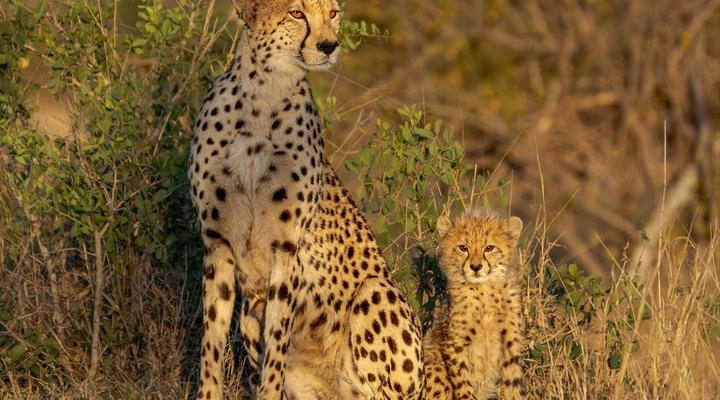 Buffelshoek Tented Camp