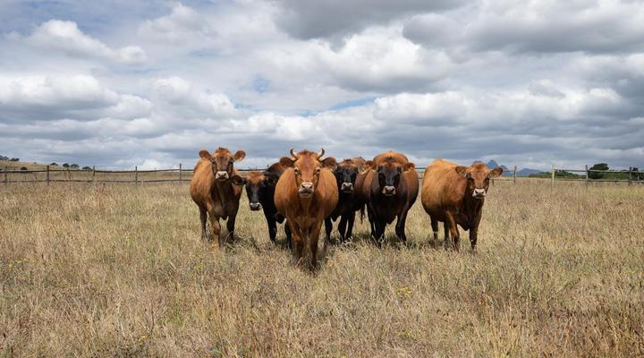 Brenaissance Wine & stud Estate