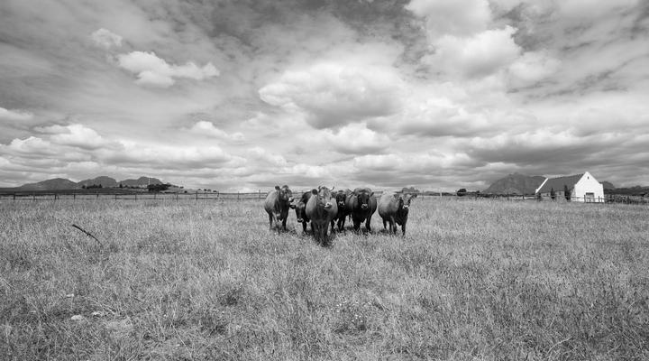 Brenaissance Wine & stud Estate