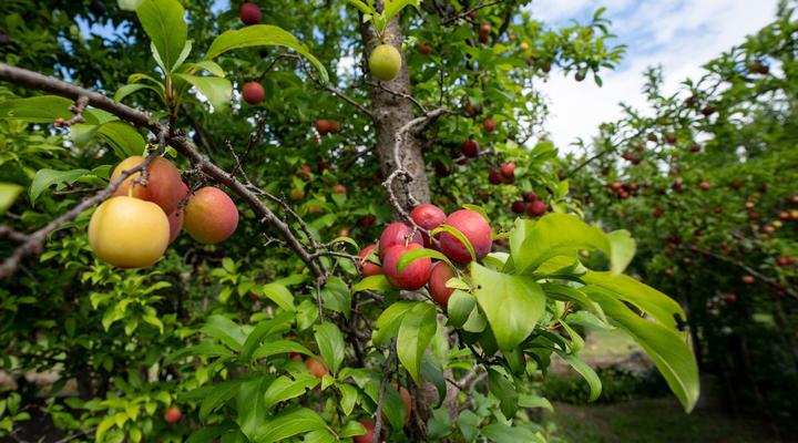 Brenaissance Wine & stud Estate