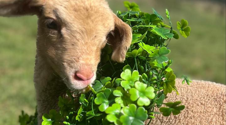 Sanctuary Life Guest Farm