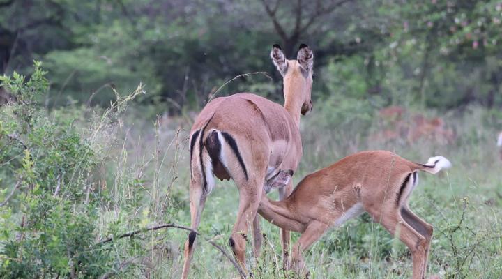 Loziba Wildlife Reserve Tented Camp