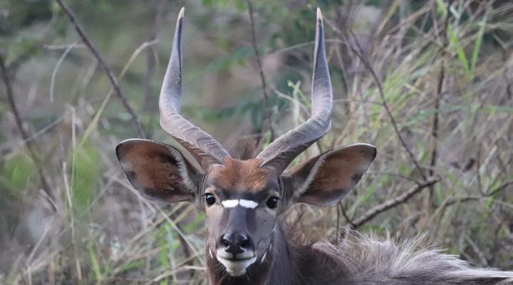 Loziba Wildlife Reserve Tented Camp