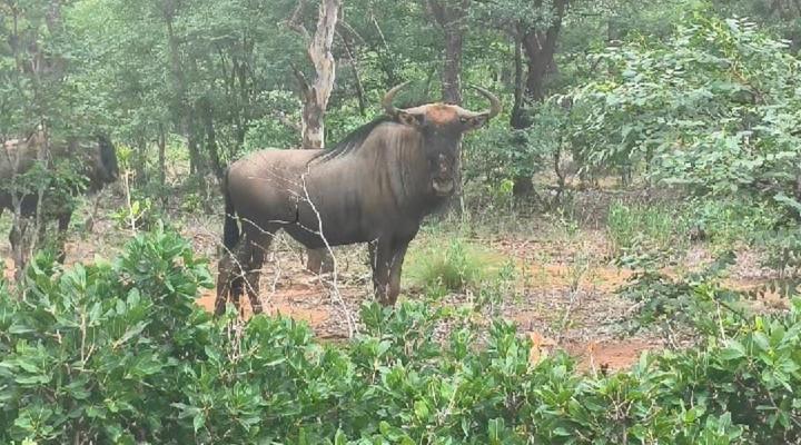 Thaba Monate Bush Destination