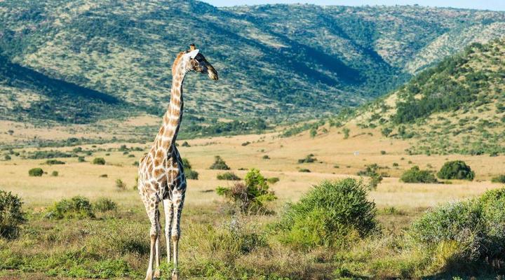 aha Ivory Tree Game Lodge