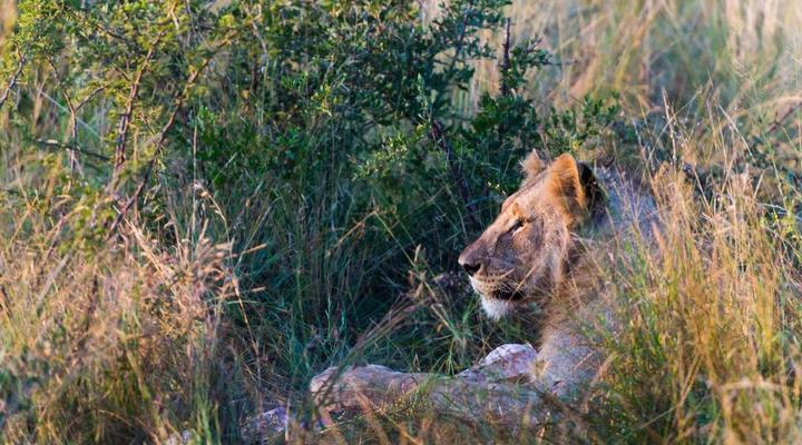 aha Ivory Tree Game Lodge