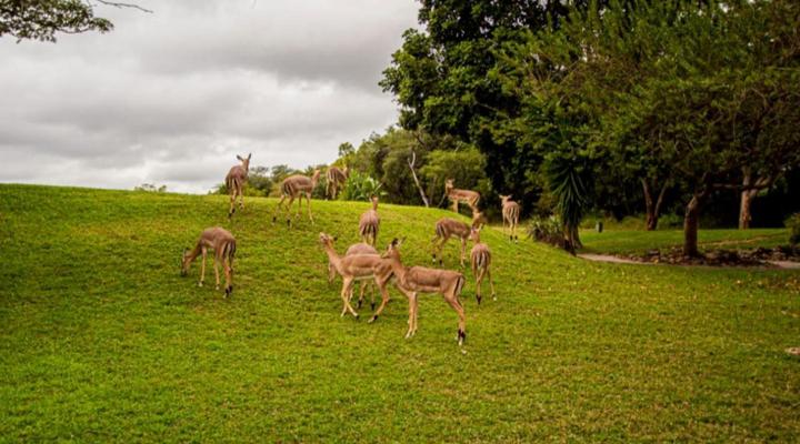 Pangane M Properties @ Kruger Park lodge