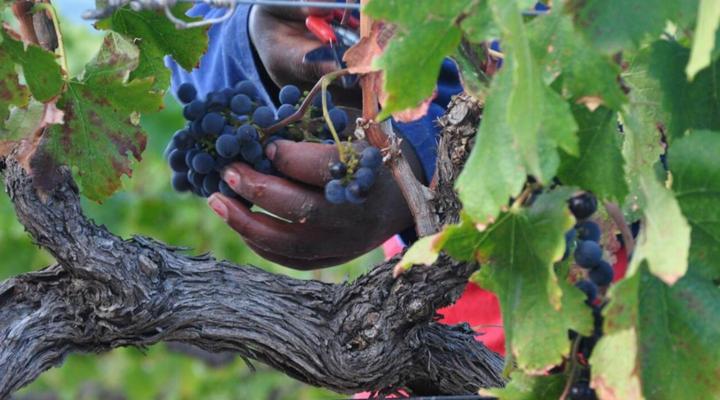 Blueberry Hill Cottages