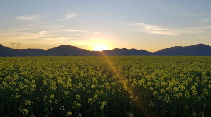The Lark @ De Weiglhuys Farm