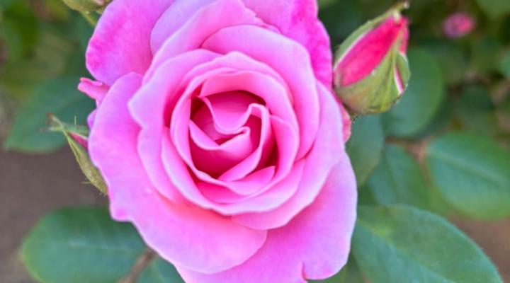 Clarens Butterfly Villa