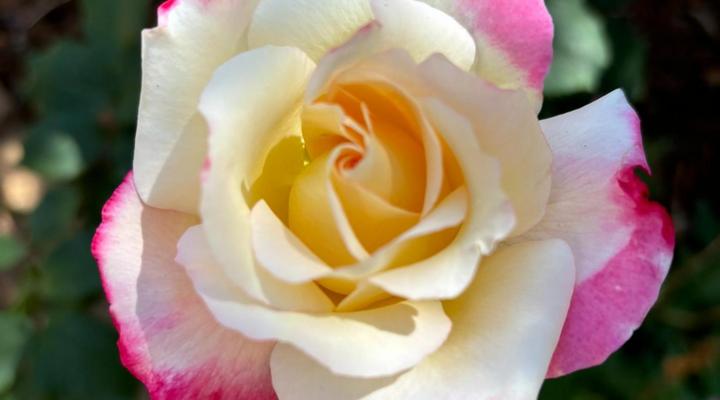 Clarens Butterfly Villa