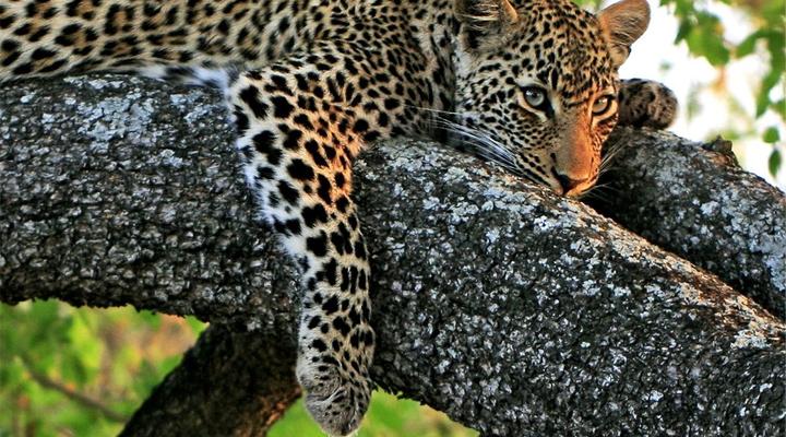 The Sky Safari Lodge - Hoedspruit