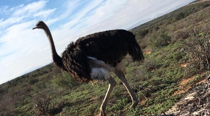 Klein Karoo Game Lodge