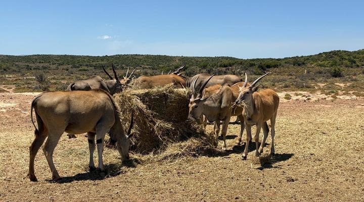 Klein Karoo Game Lodge