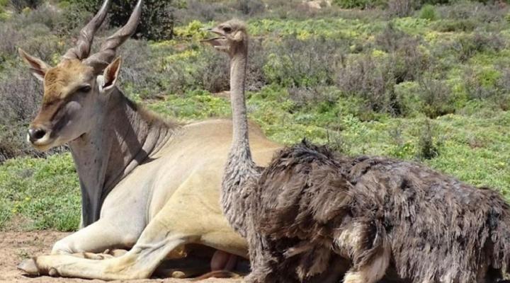 Klein Karoo Game Lodge