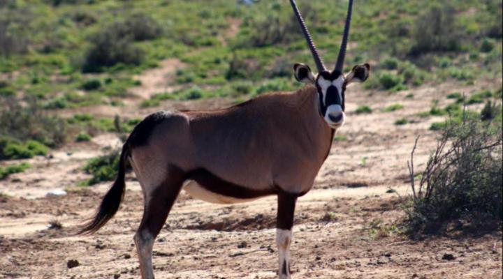 Klein Karoo Game Lodge