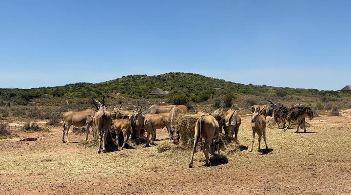 Klein Karoo Game Lodge