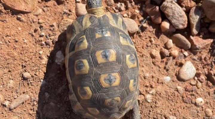 Klein Karoo Game Lodge