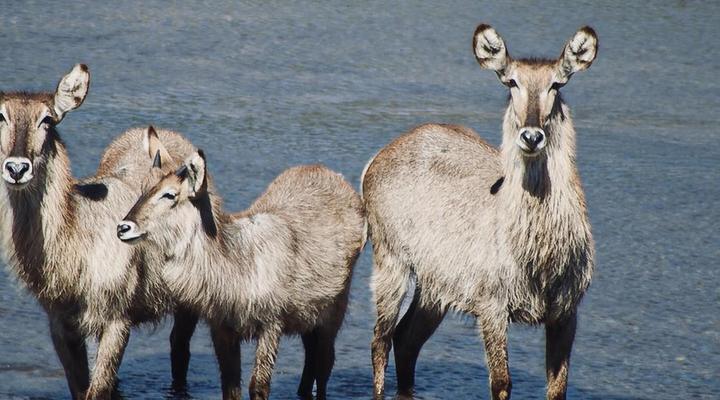 Rio Dos Elefantes River Lodge