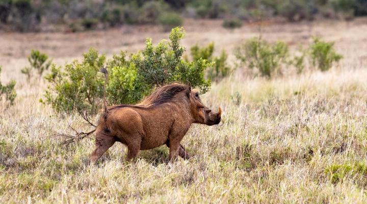 Addo Riverside Manor