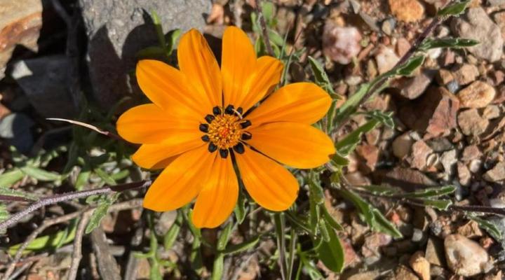 Klein Karoo Game Lodge