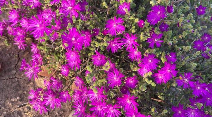 Klein Karoo Game Lodge