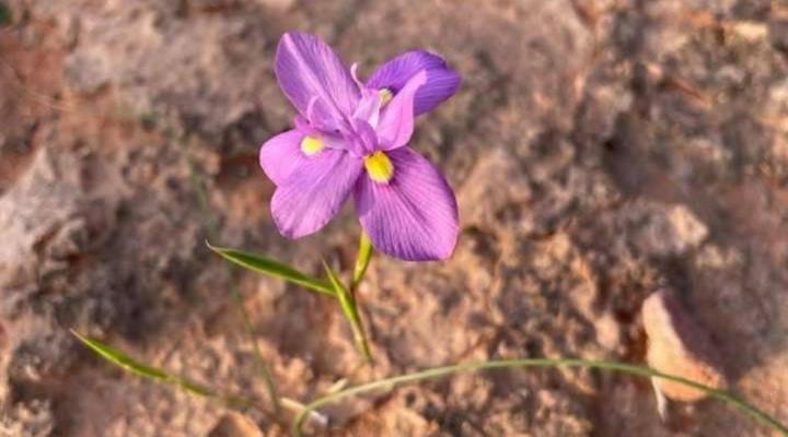 Klein Karoo Game Lodge