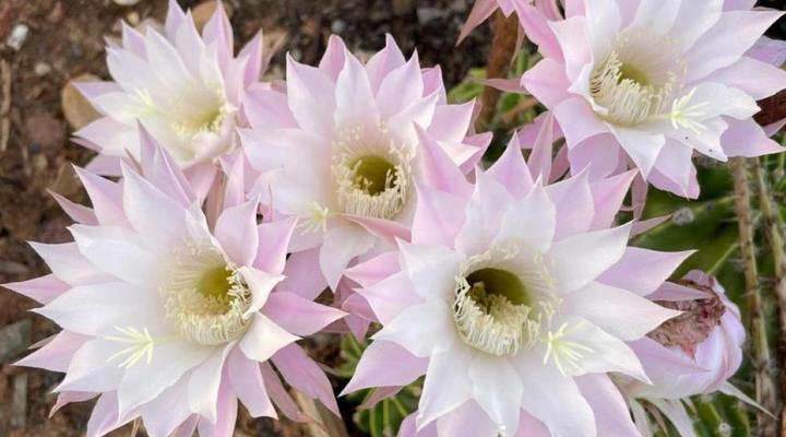 Klein Karoo Game Lodge