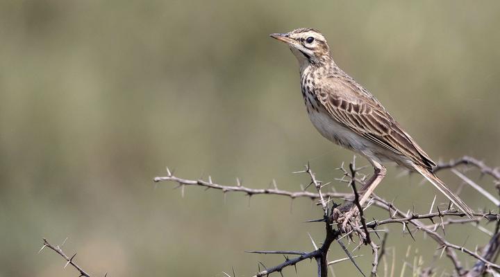 Malkoha Lake St. Lucia