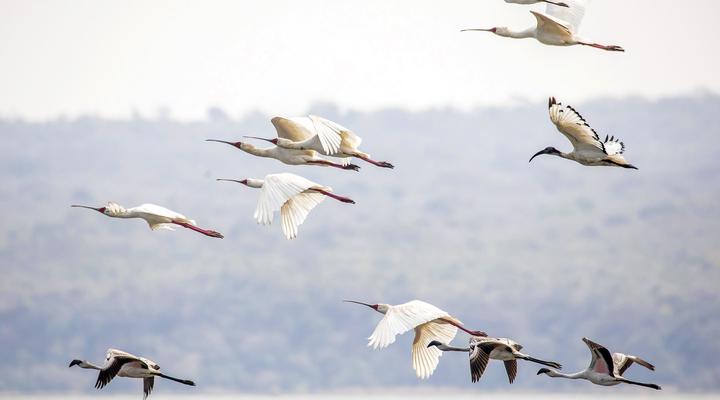 Malkoha Lake St. Lucia