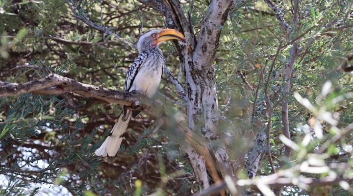 Rhino Ridge Kalahari Game Reserve