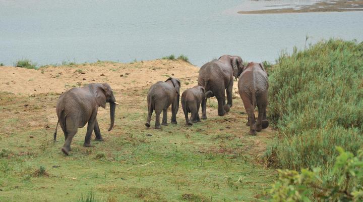 Elephant Walk Tented Camp
