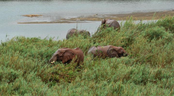 Elephant Walk Tented Camp
