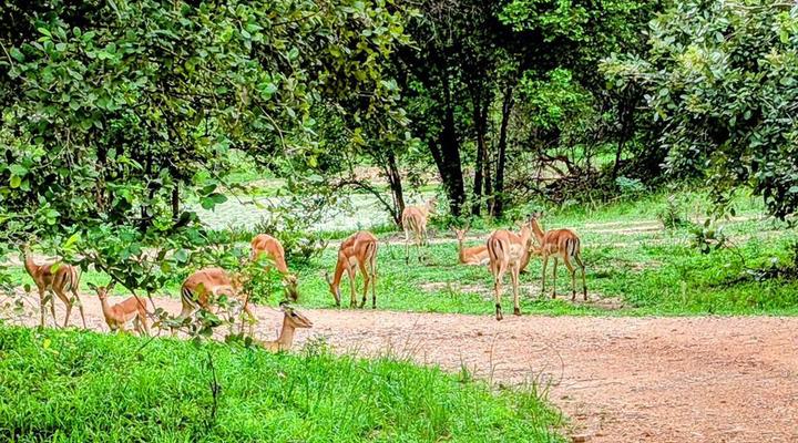 Royal South Luangwa Safaris Lodge